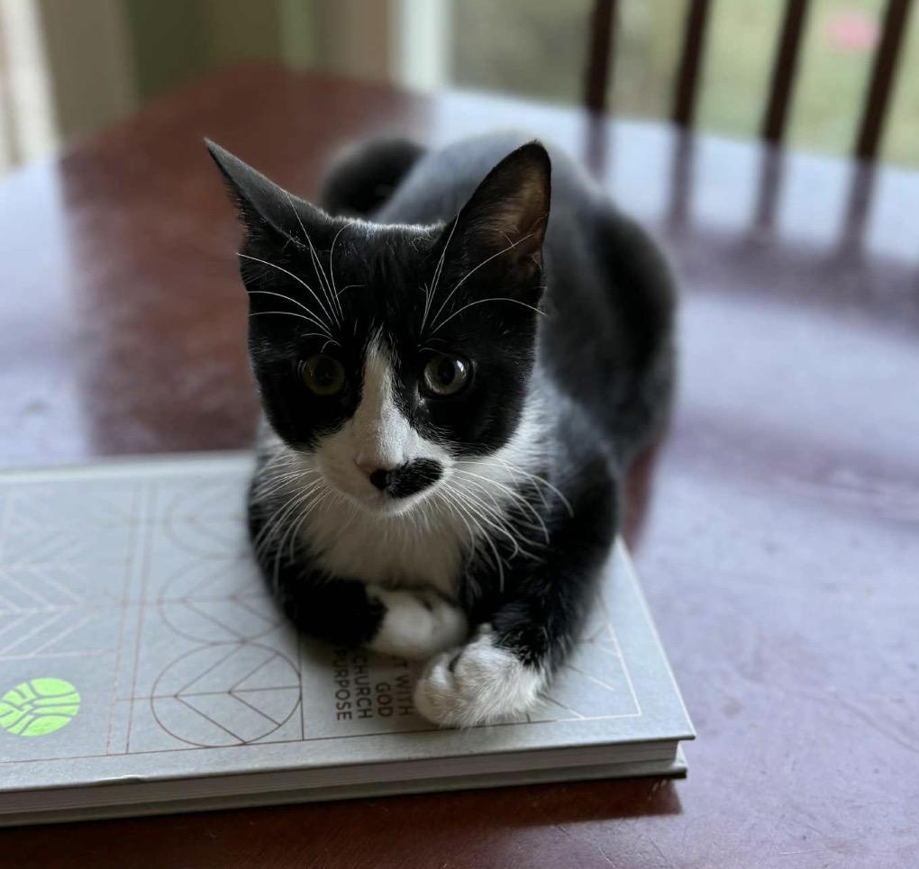 Enlarge Charlie, a Adoptable Domestic Short Hair in Maineville, OH image 2/6