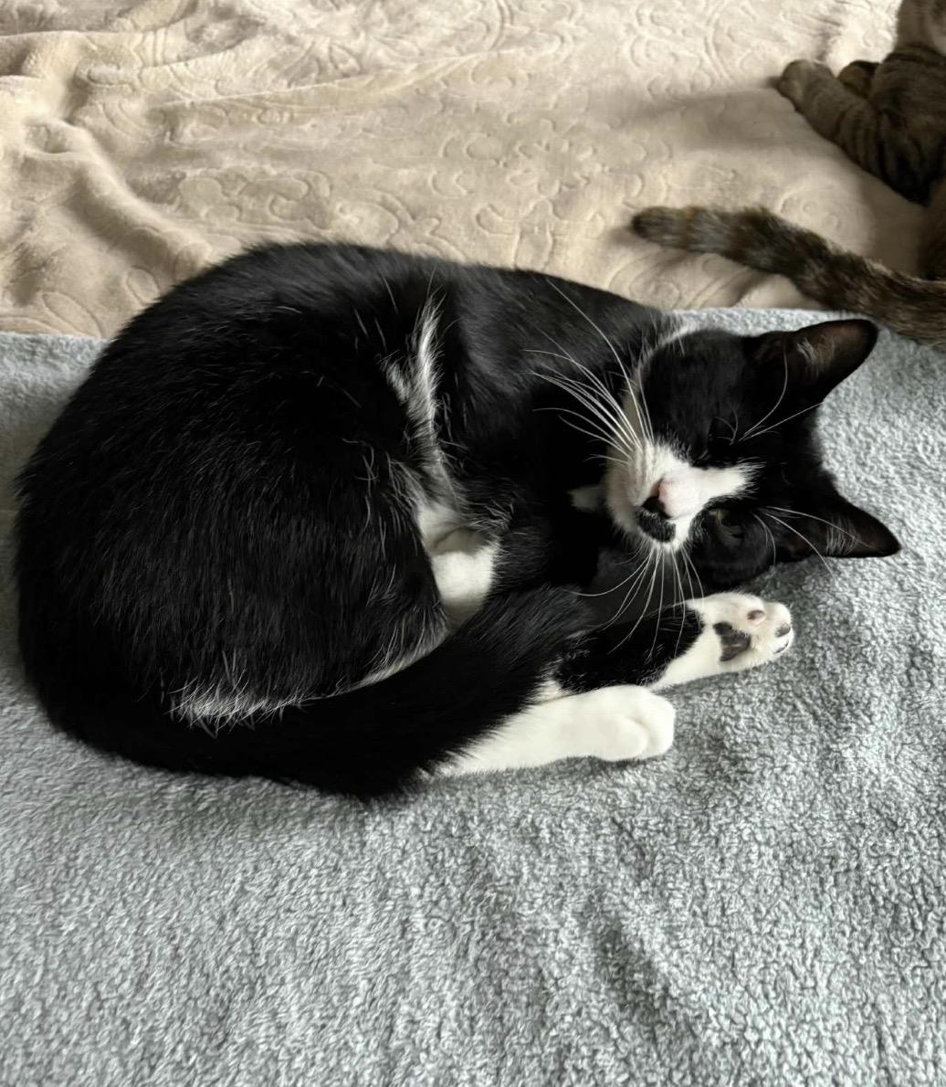 Enlarge Charlie, a Adoptable Domestic Short Hair in Maineville, OH image 3/6