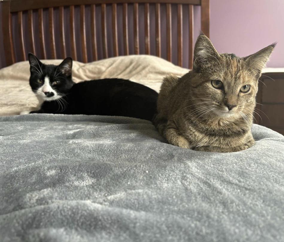 Enlarge Charlie, a Adoptable Domestic Short Hair in Maineville, OH image 4/6