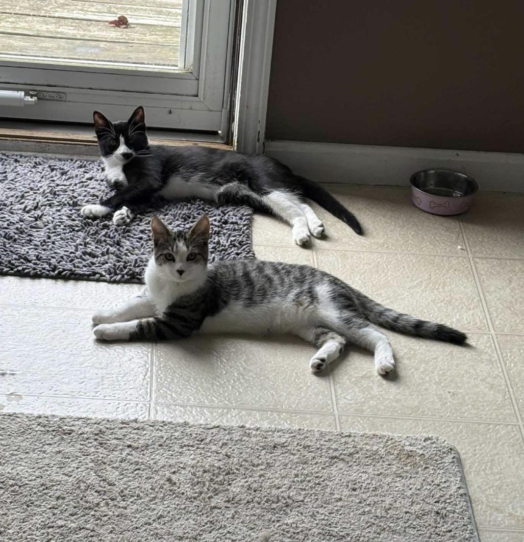 Enlarge Charlie, a Adoptable Domestic Short Hair in Maineville, OH image 5/6