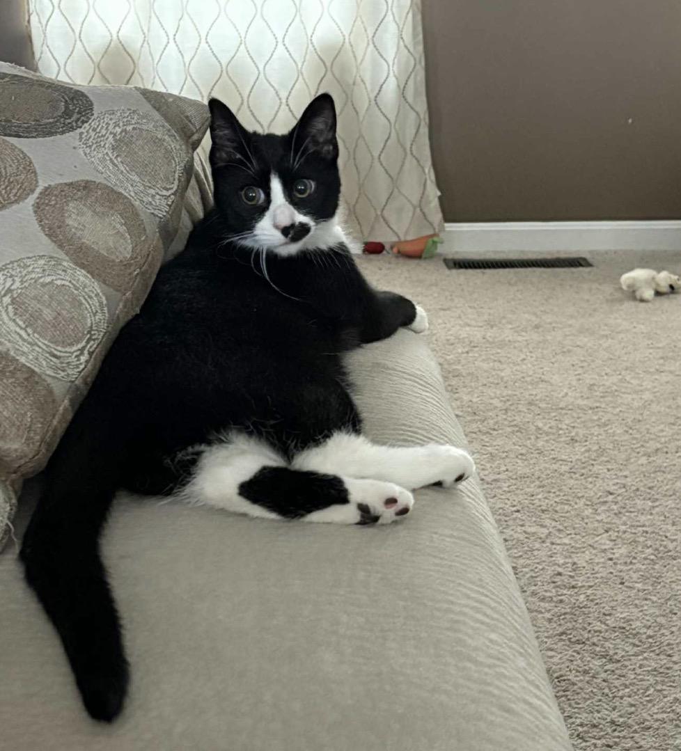 Charlie, Adoptable, Kitten Male Domestic Short Hair.