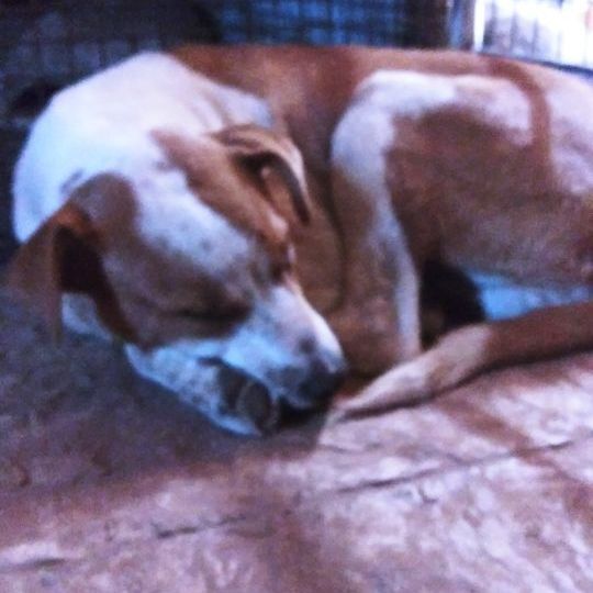 Tucson, an adoptable Anatolian Shepherd Mix in Anton, TX_image-1