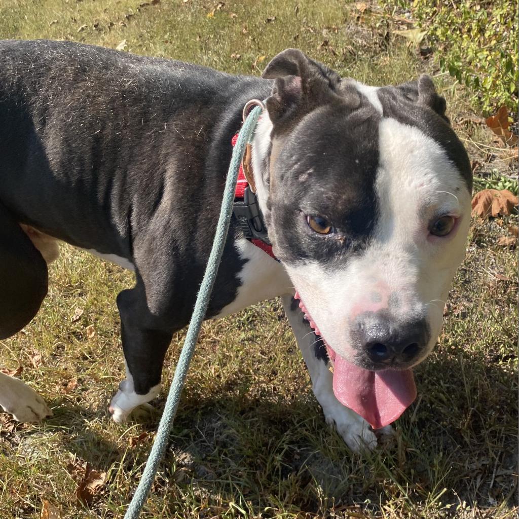 Corduroy — thumbnail 2