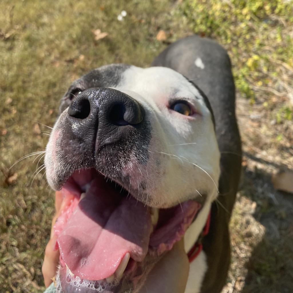 Corduroy — thumbnail 3