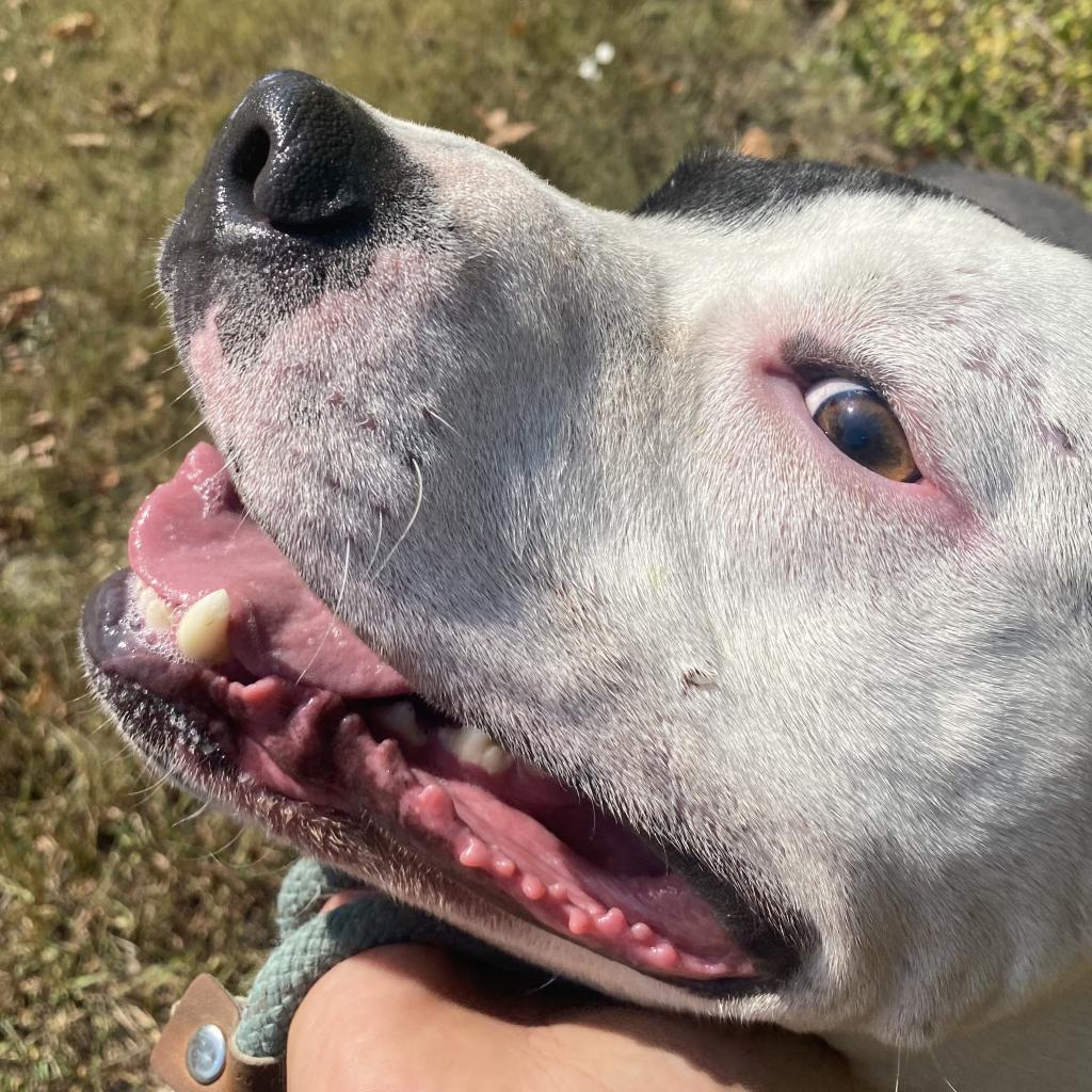 Corduroy — thumbnail 4