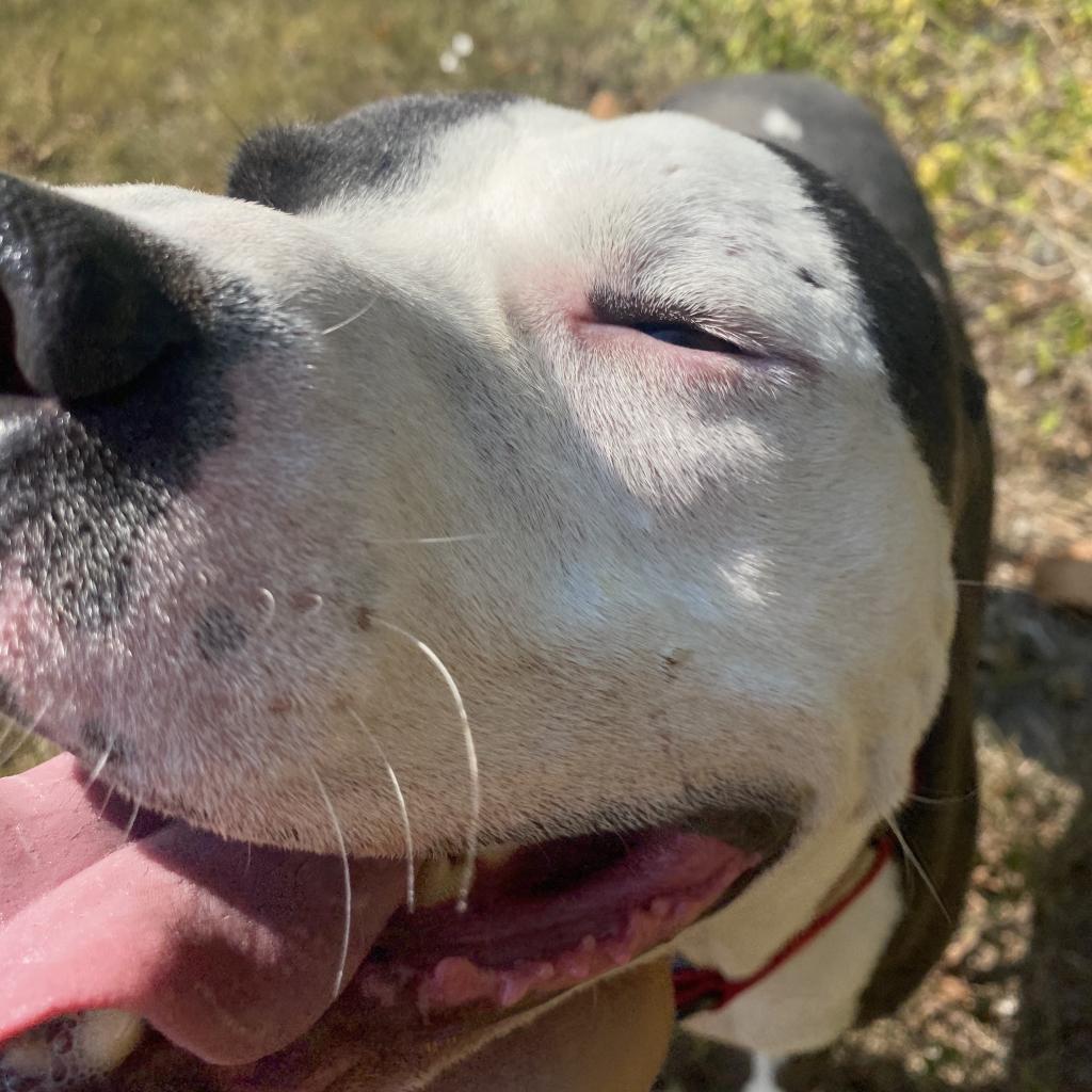 Corduroy — thumbnail 5