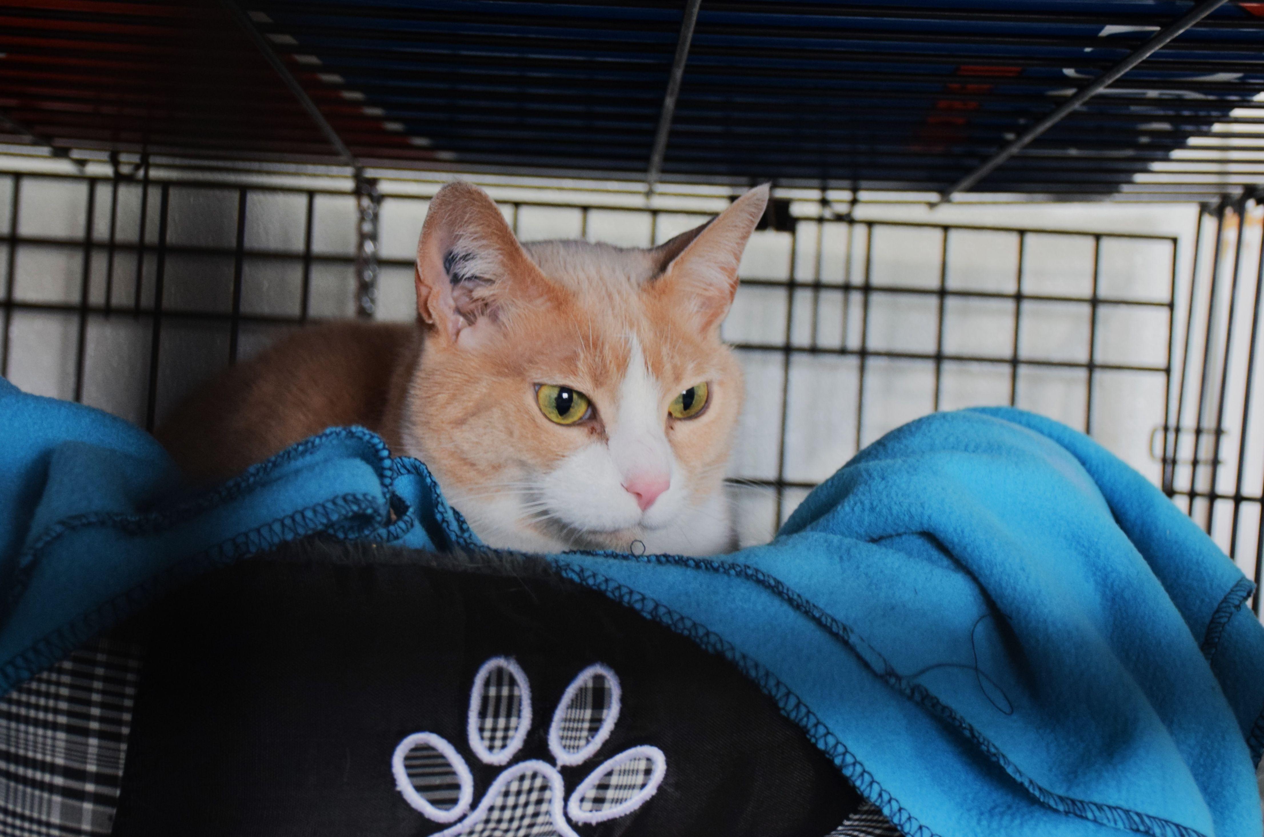 Pixel, ADOPTABLE, Senior Female Tabby.