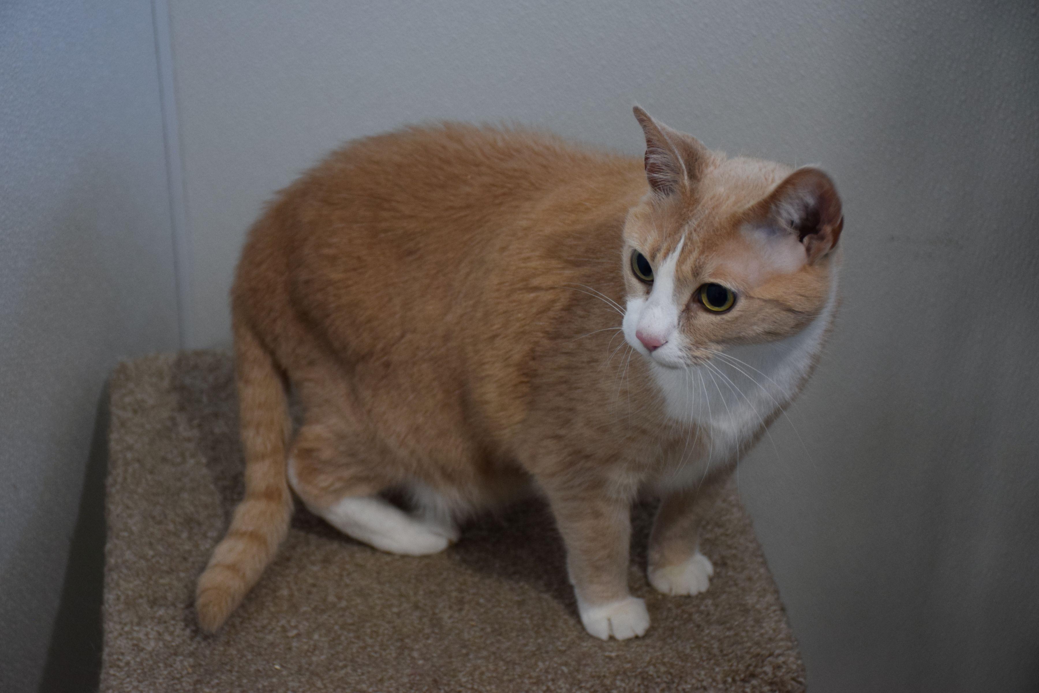 Enlarge Pixel, a ADOPTABLE Tabby in Claresholm, AB image 2/2