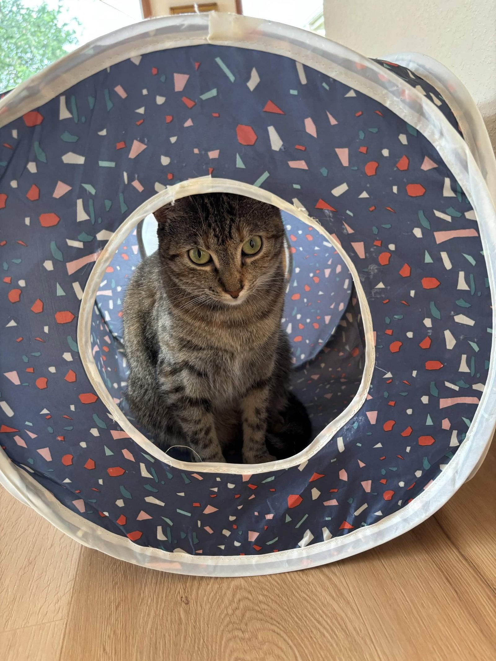 Enlarge Cleo, a Adoptable Domestic Short Hair in Fort Worth, TX image 1/3