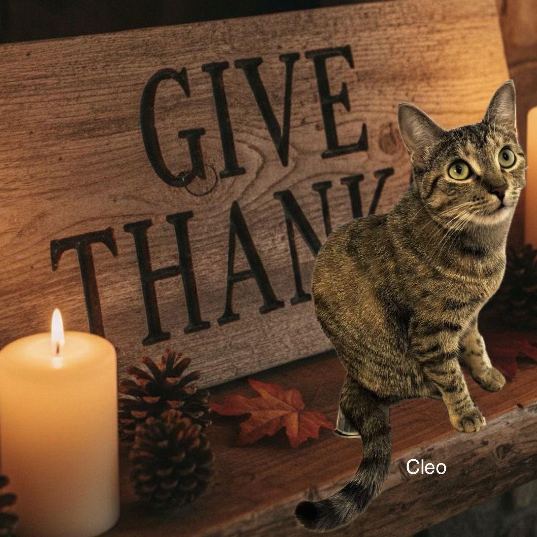Cleo, Adoptable, Kitten Female Domestic Short Hair.
