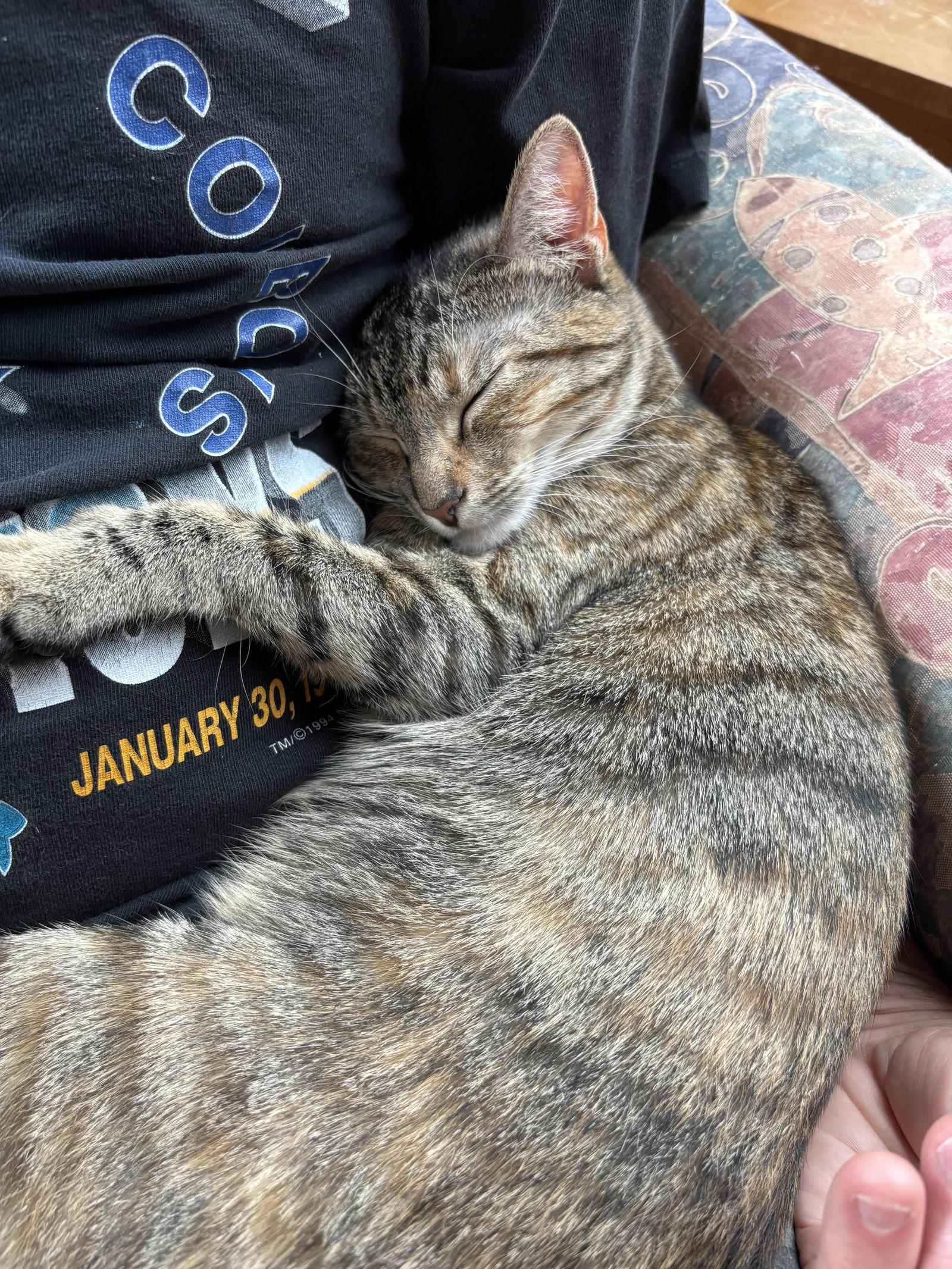 Enlarge Cleo, a Adoptable Domestic Short Hair in Fort Worth, TX image 2/3