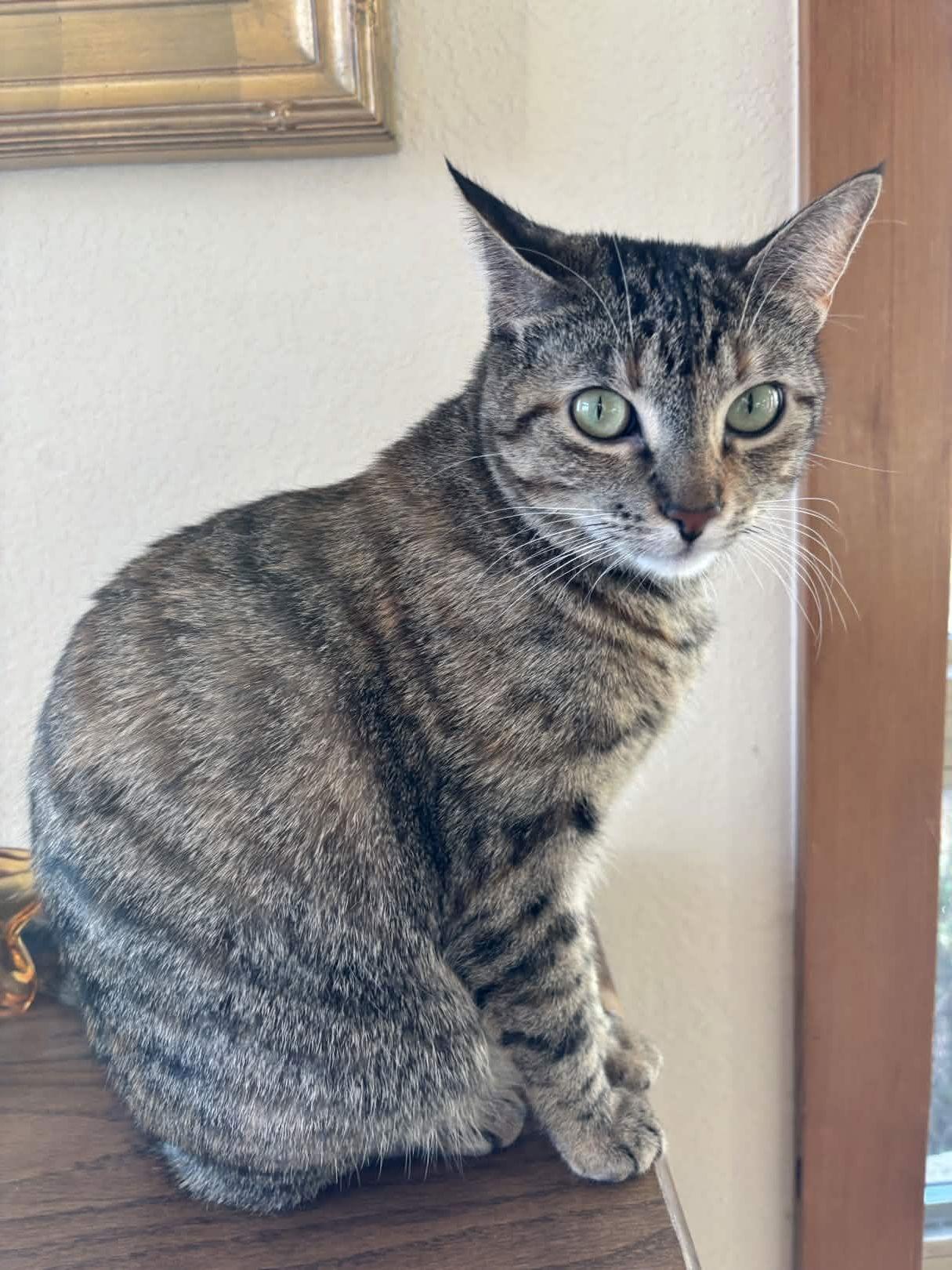 Enlarge Cleo, a Adoptable Domestic Short Hair in Fort Worth, TX image 2/3