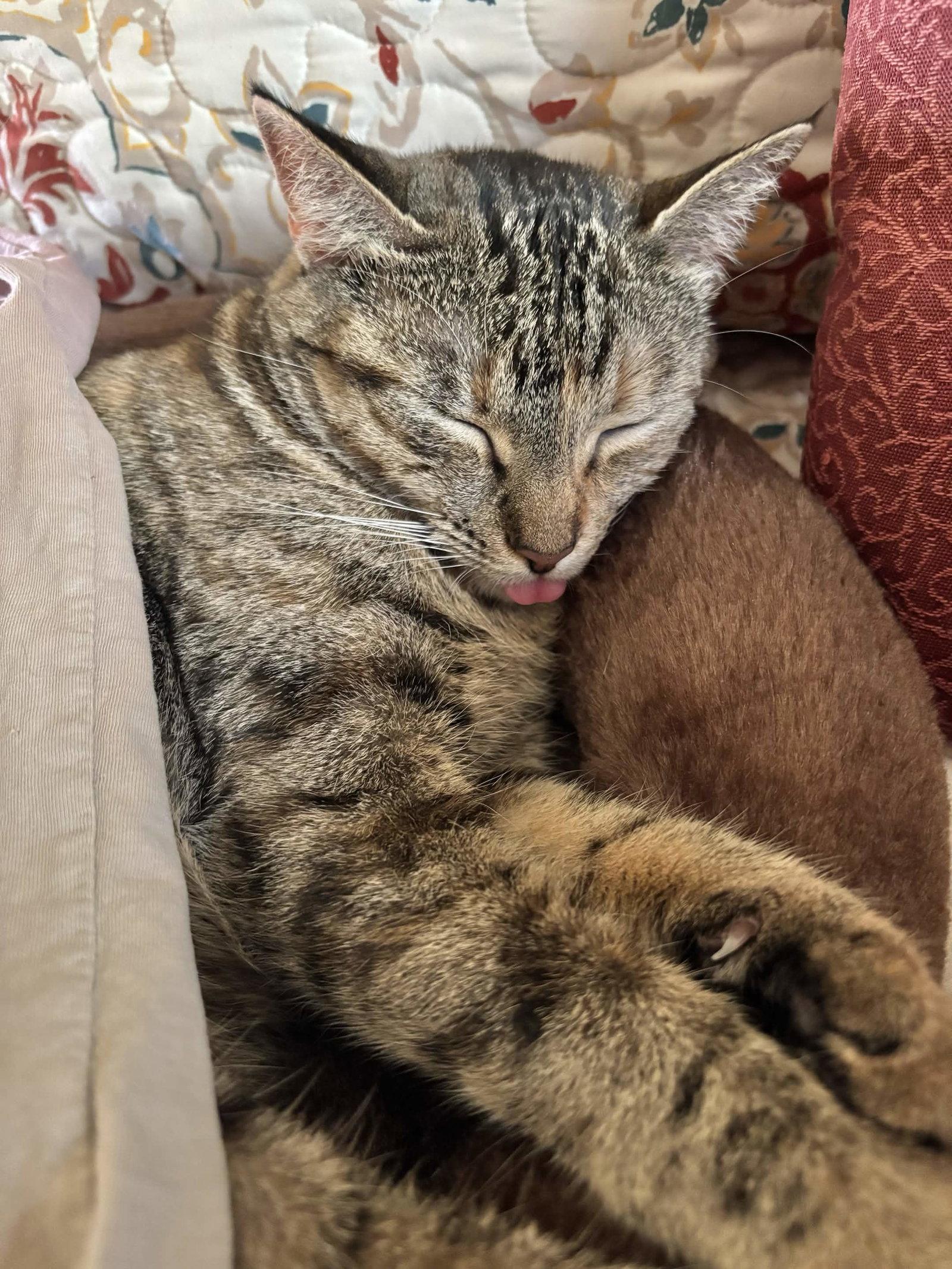Cleo, a Adoptable Domestic Short Hair in Fort Worth, TX image 1/3