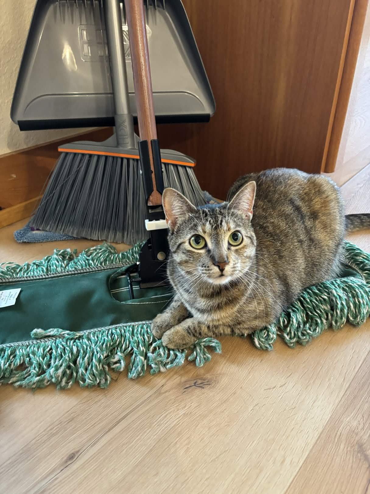 Cleo, a Adoptable Domestic Short Hair in Fort Worth, TX image 3/3