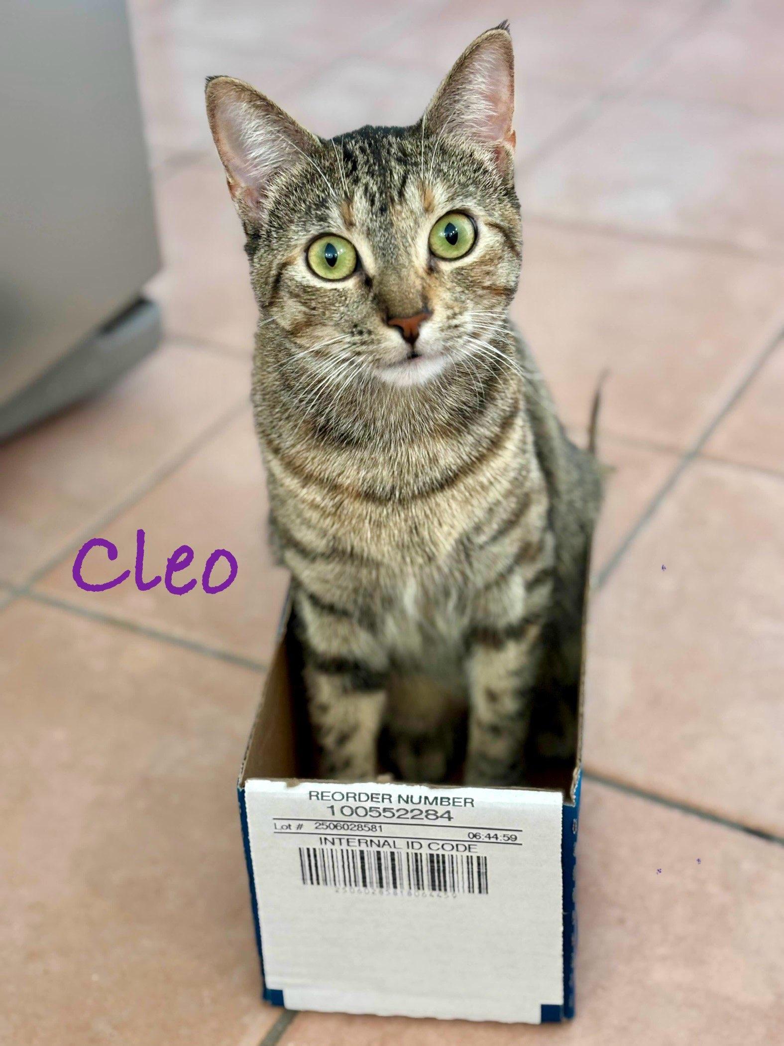 Enlarge Cleo, a Adoptable Domestic Short Hair in Fort Worth, TX image 3/3