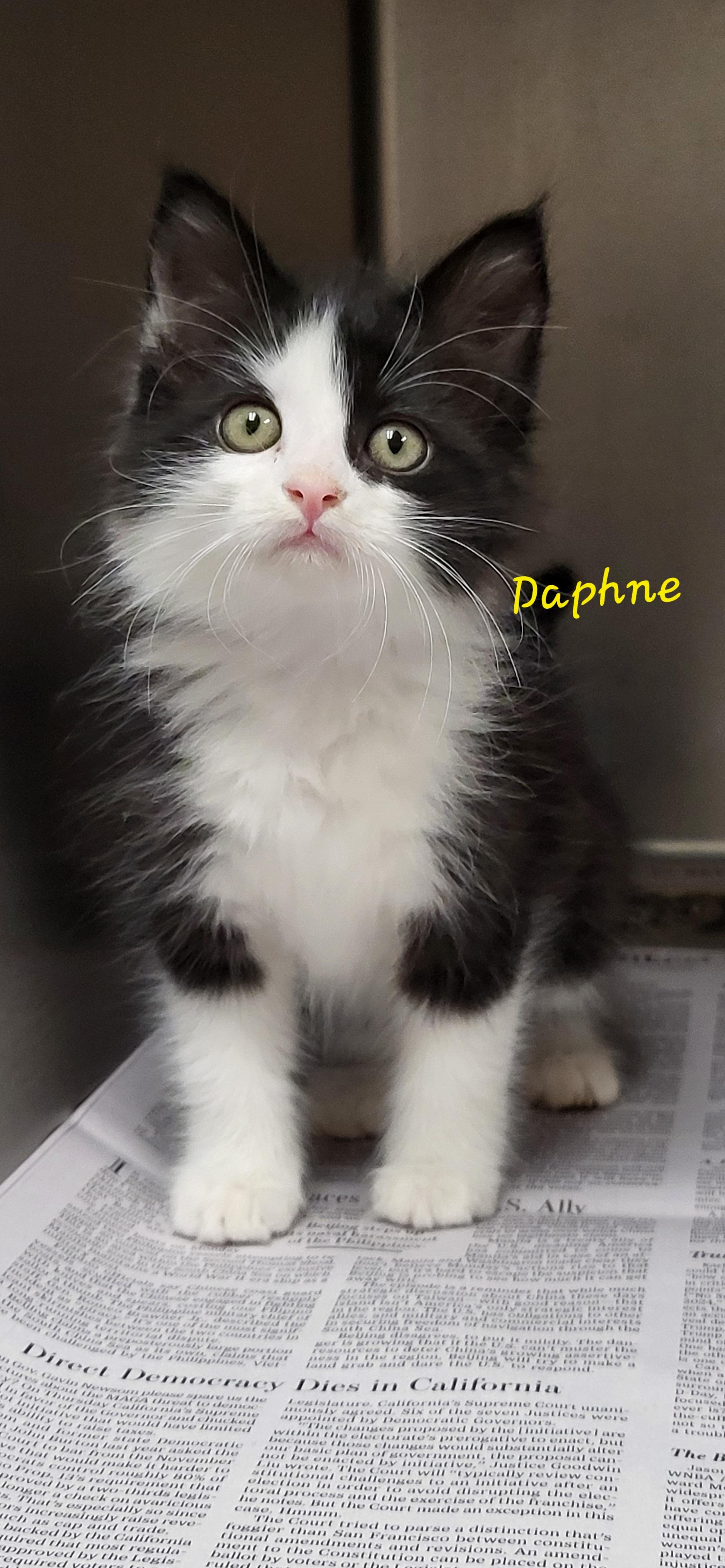 Enlarge Daphne , an adopted Domestic Long Hair in Meridian , MS image 1/1
