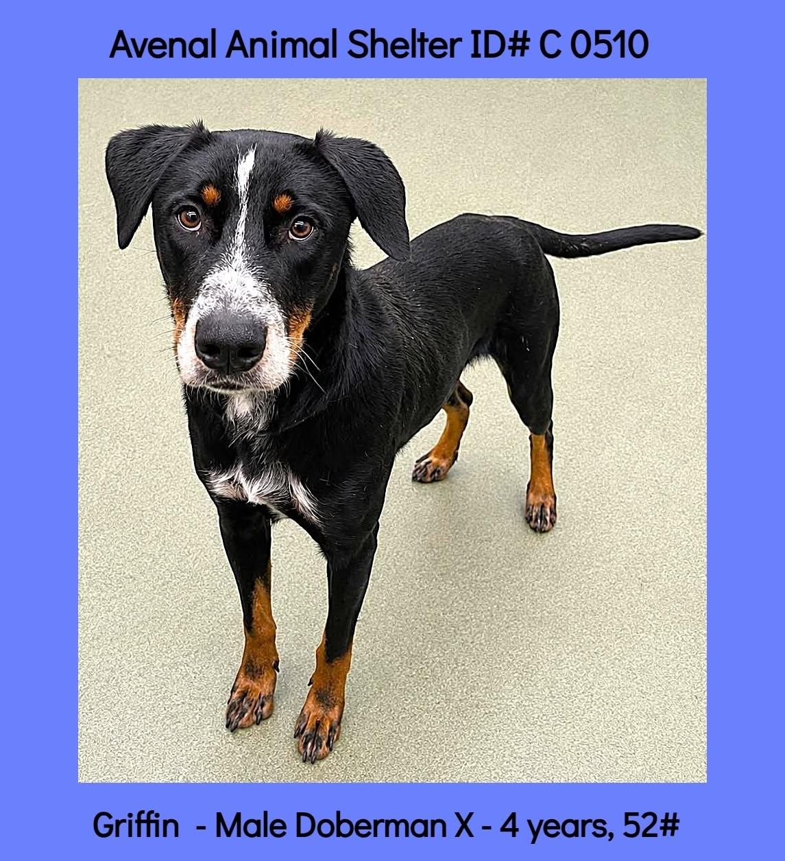 Griffin, ADOPTABLE, Adult Male Doberman Pinscher.