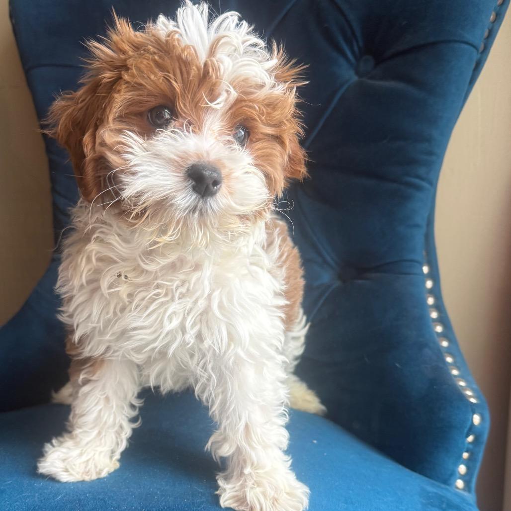 Enlarge Ed, an adopted Cavapoo in Zionsville, IN image 1/1