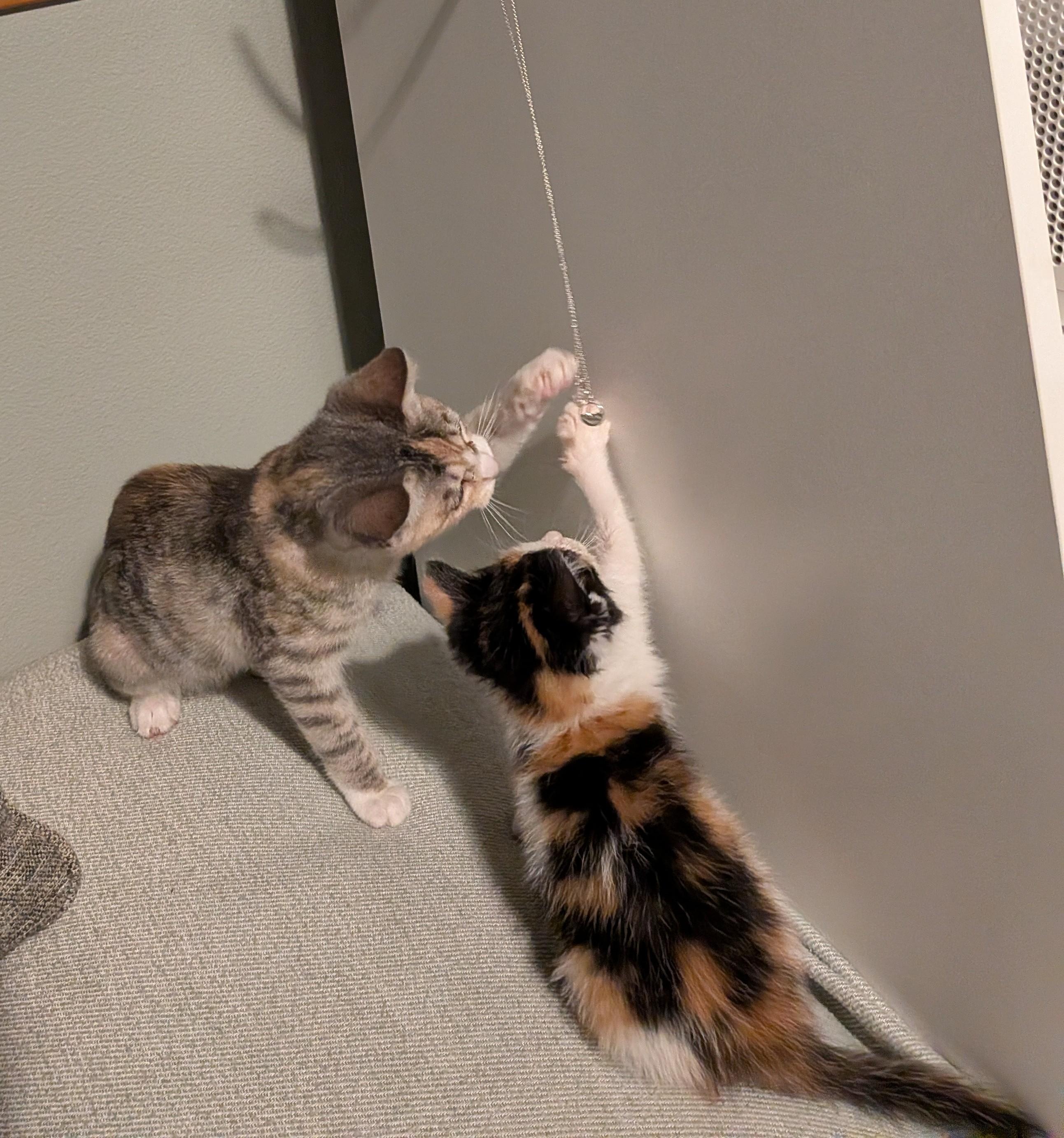Mango Ginger, Adoptable, Young Female Calico.