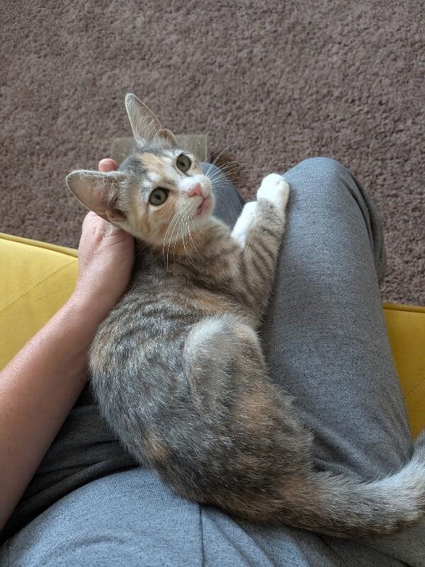 Enlarge Mango Ginger, a Adoptable Calico in Kennewick, WA image 2/6