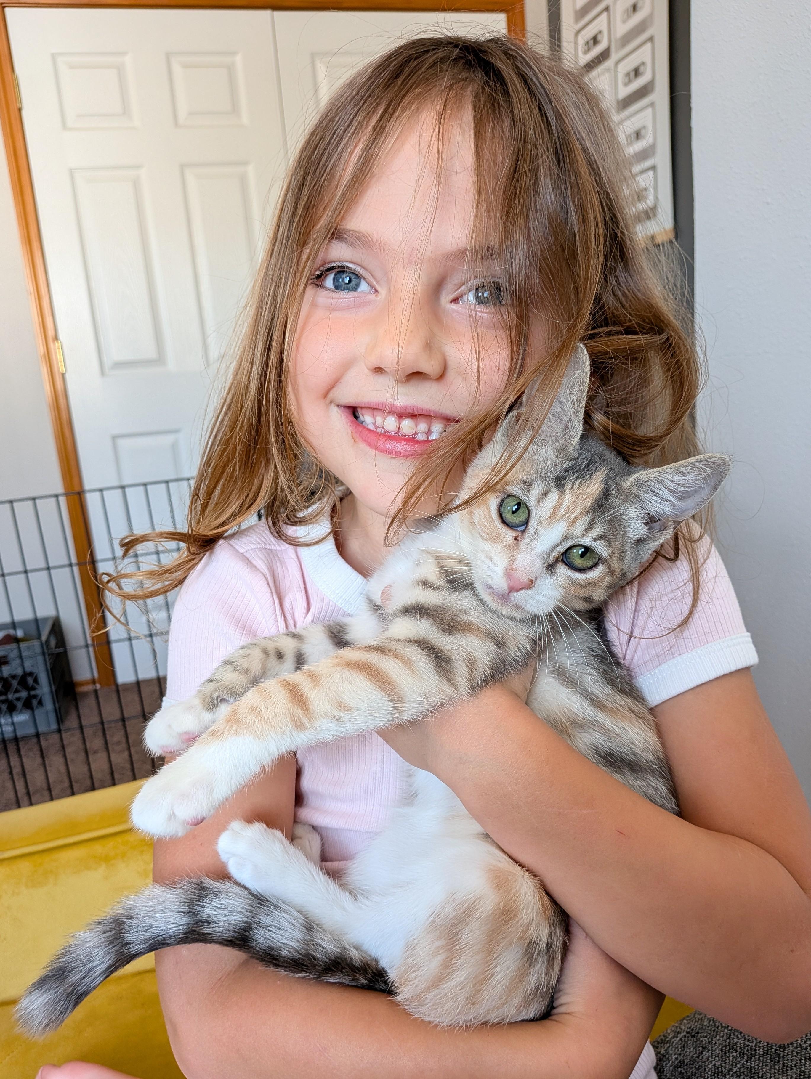 Enlarge Mango Ginger, a Adoptable Calico in Kennewick, WA image 3/6