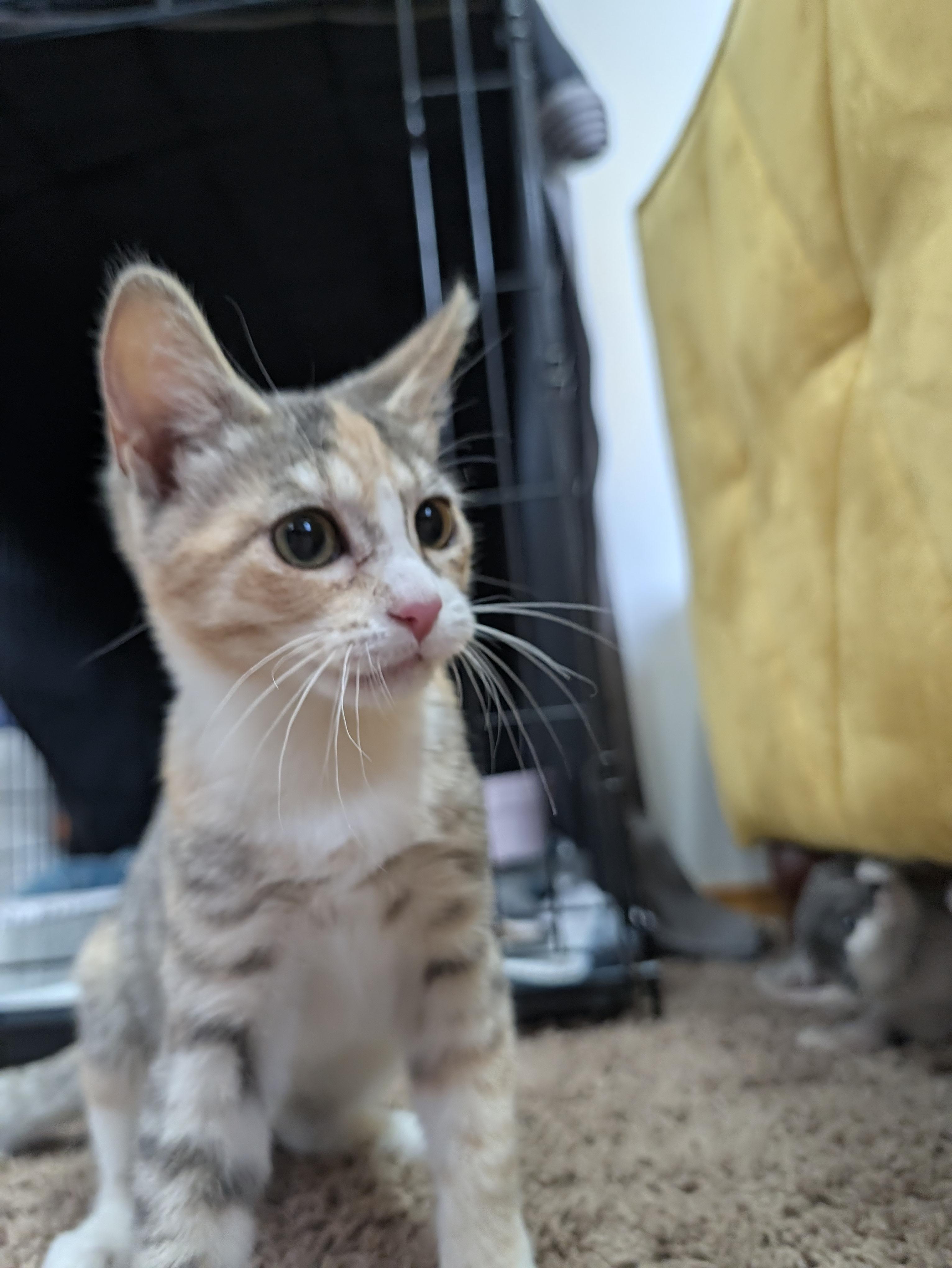 Enlarge Mango Ginger, a Adoptable Calico in Kennewick, WA image 4/6
