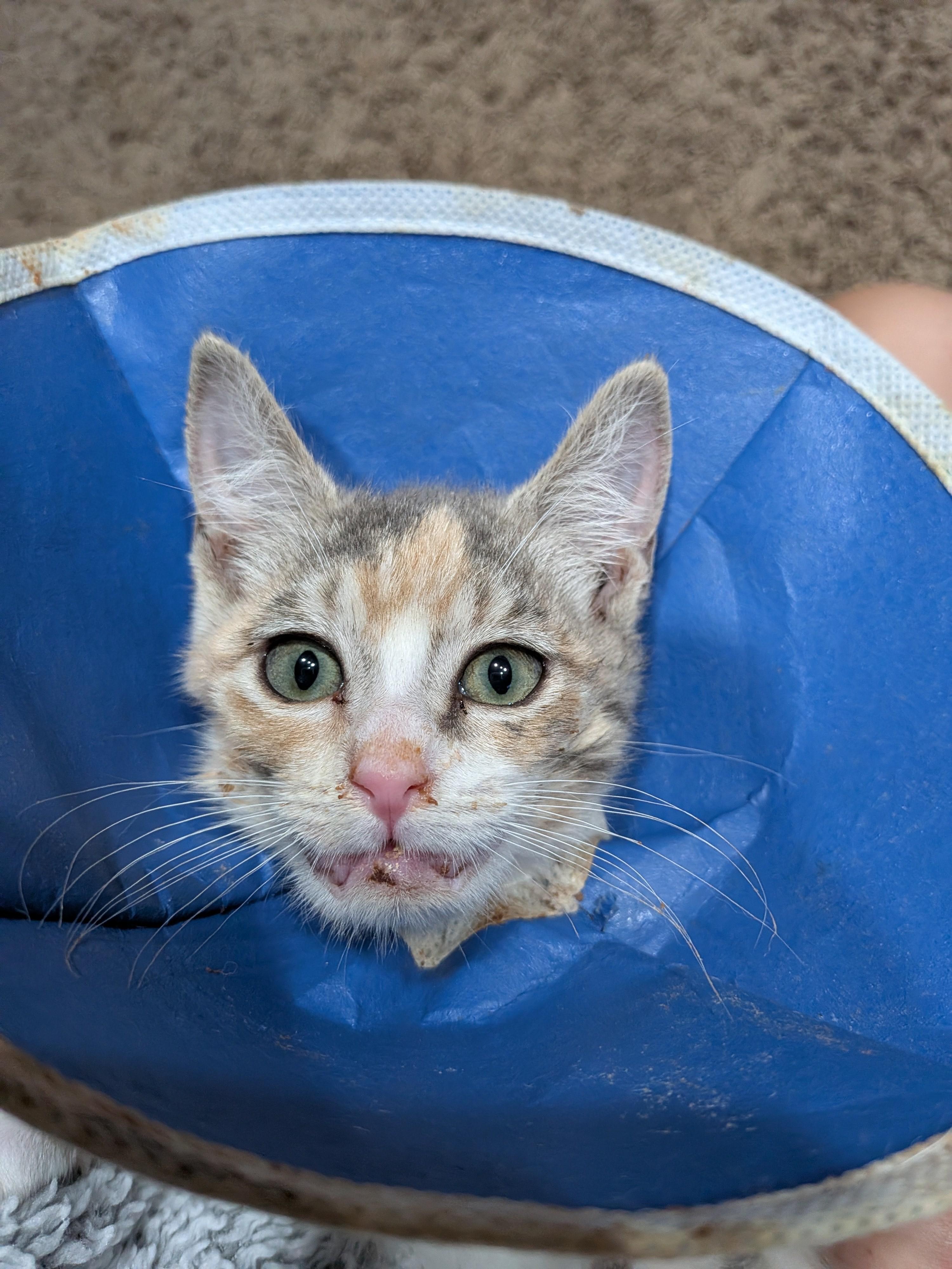 Enlarge Mango Ginger, a Adoptable Calico in Kennewick, WA image 6/6