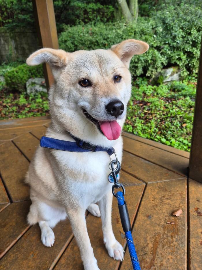 Enlarge CHUCHU, a Adoptable mixed breed in Duluth, GA image 2/6
