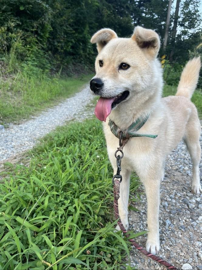 Enlarge CHUCHU, a Adoptable mixed breed in Duluth, GA image 3/6