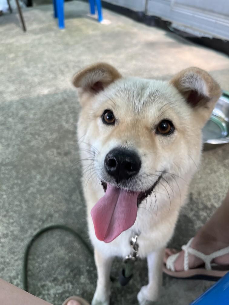 CHUCHU, Adoptable, Adult Female Shiba Inu & Jindo.