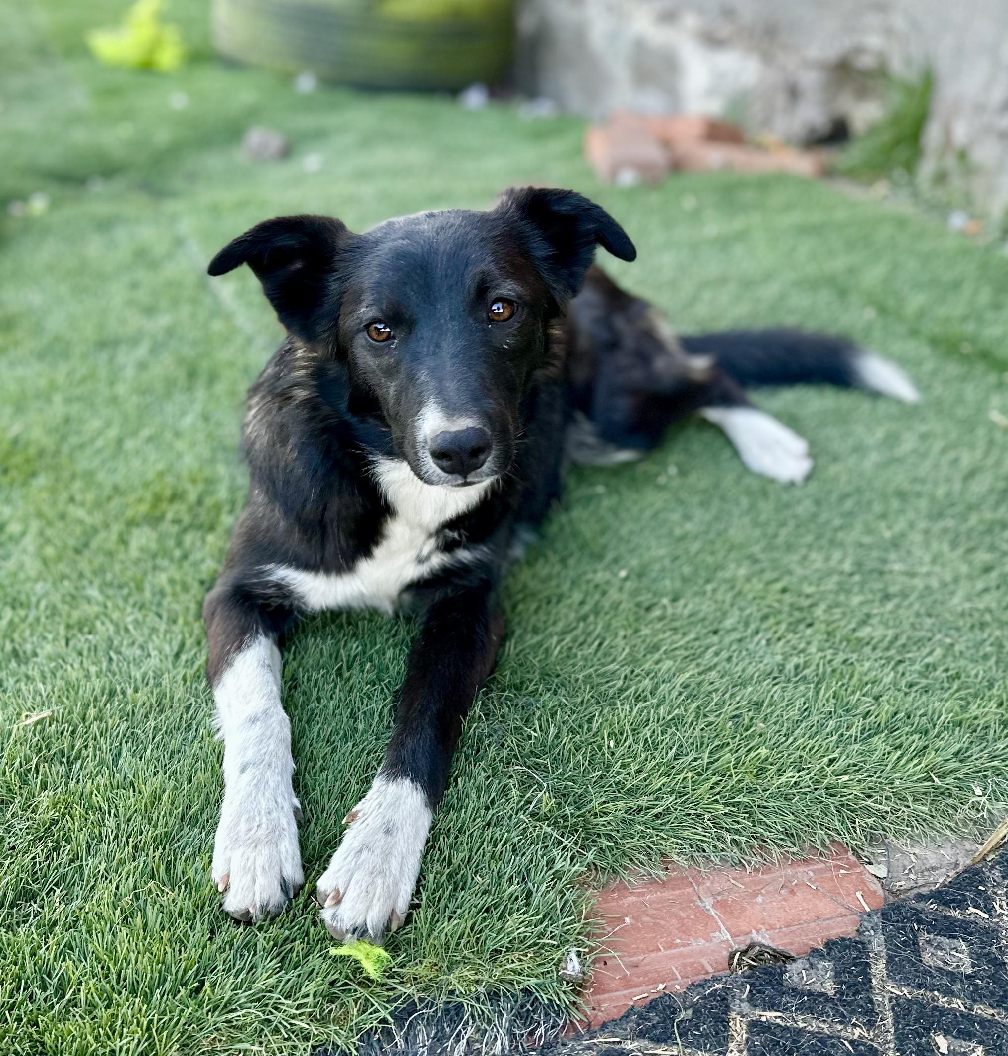 Enlarge Penelope, a Adoptable mixed breed in Encino, CA image 2/5