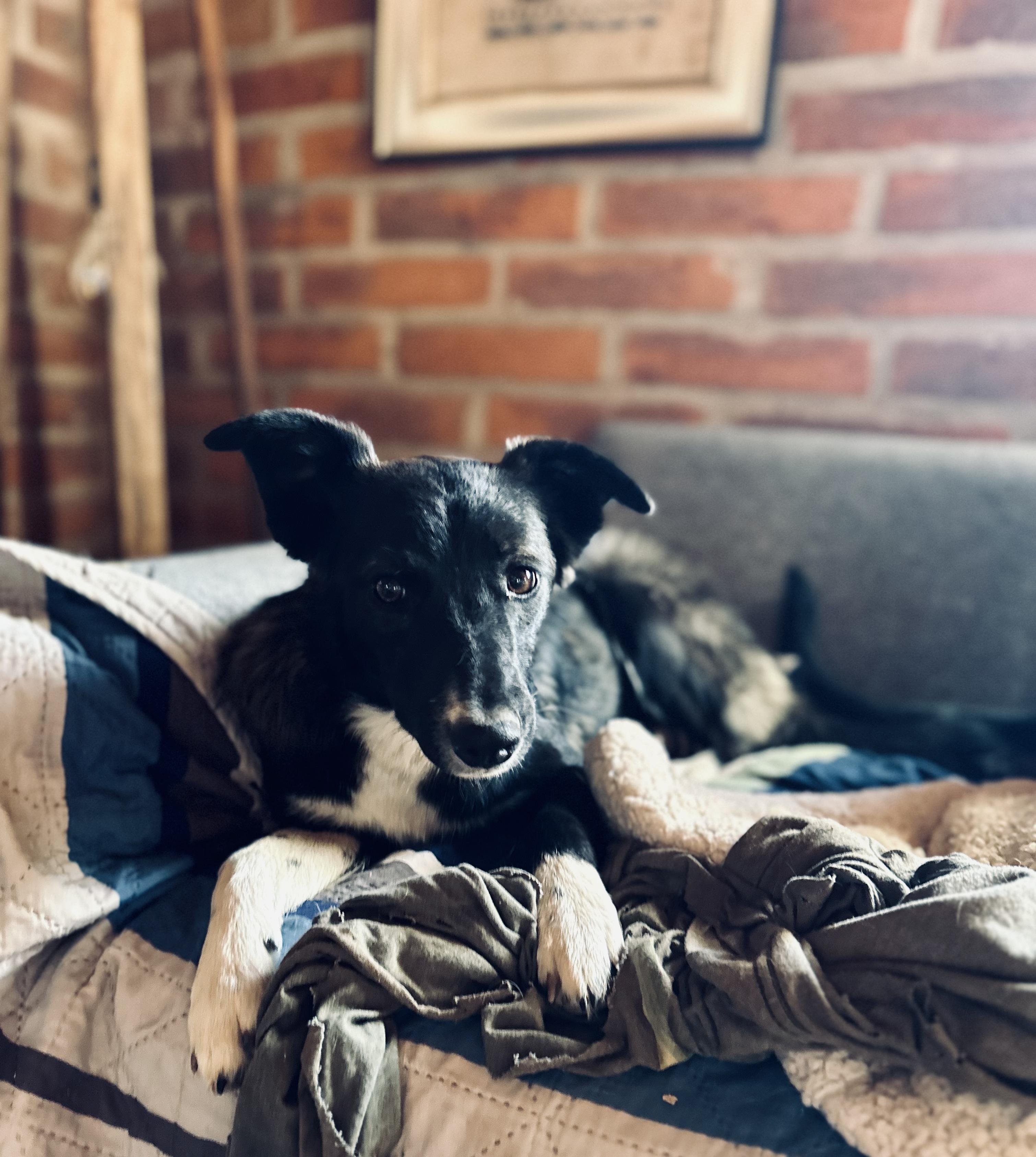 Enlarge Penelope, a Adoptable mixed breed in Encino, CA image 4/5