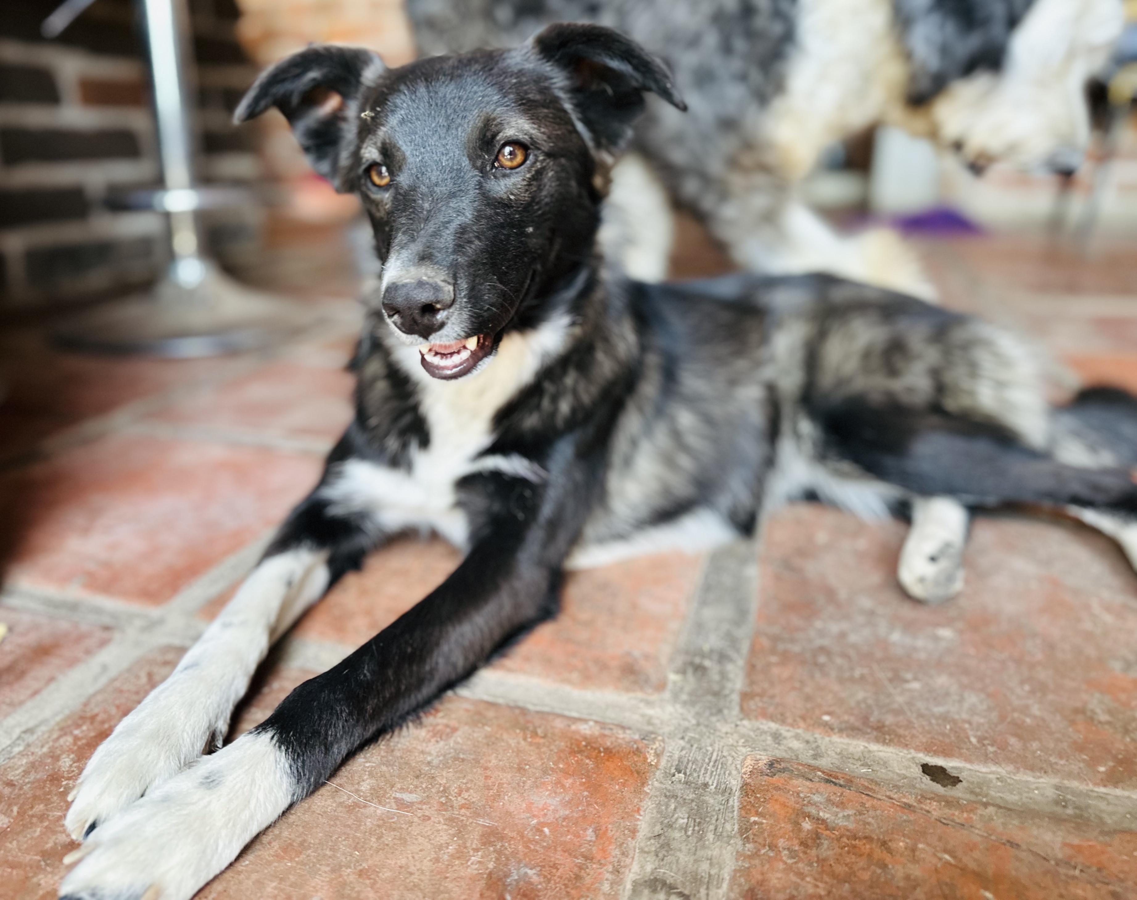 Penelope, Adoptable, Puppy Female Mixed Breed & Border Collie.