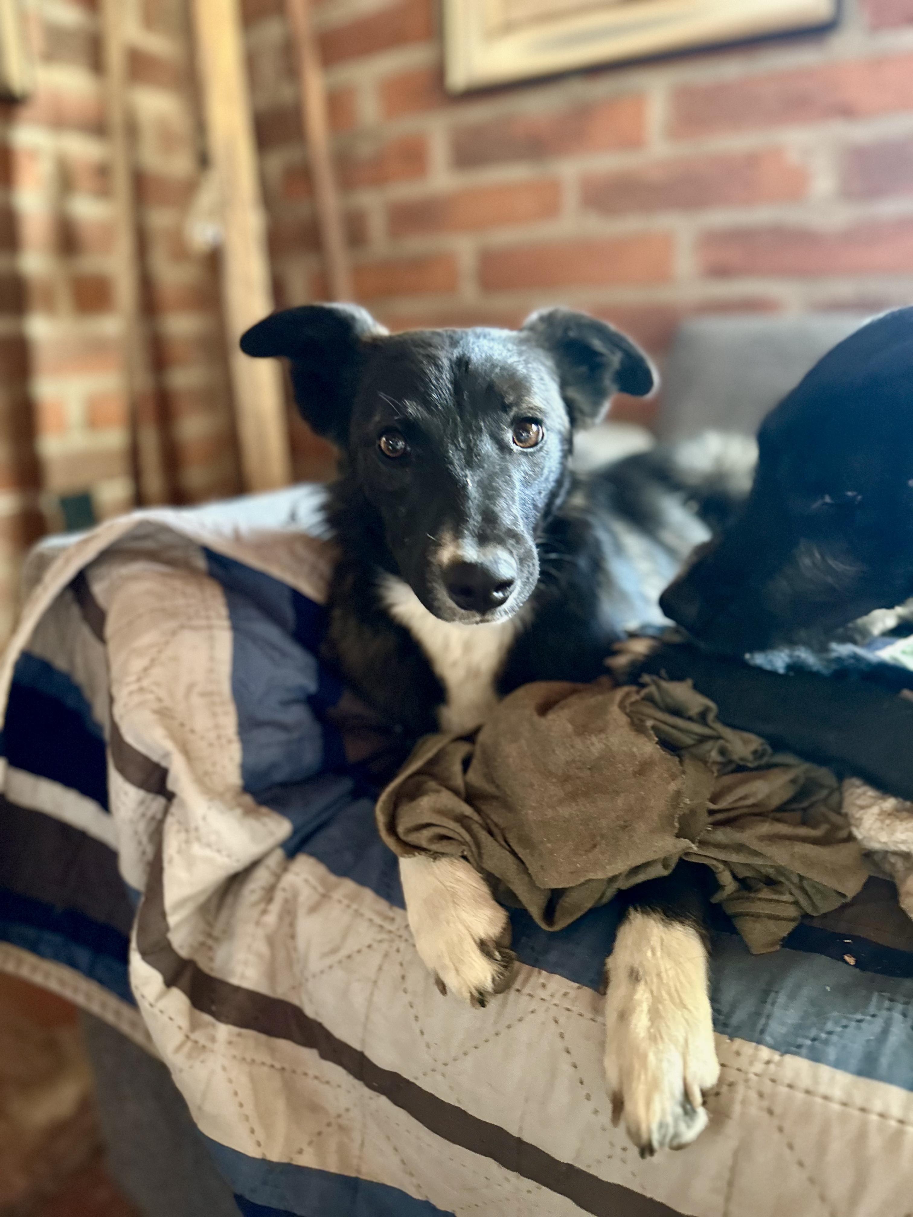 Enlarge Penelope, a Adoptable mixed breed in Encino, CA image 5/5