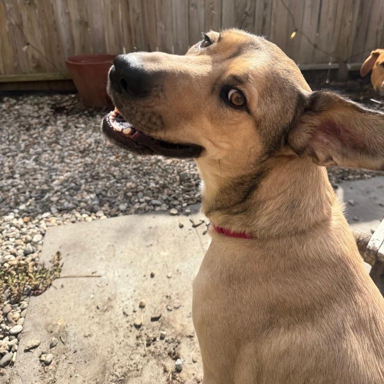 Genesse, a Adoptable mixed breed in Washington, DC image 1/6