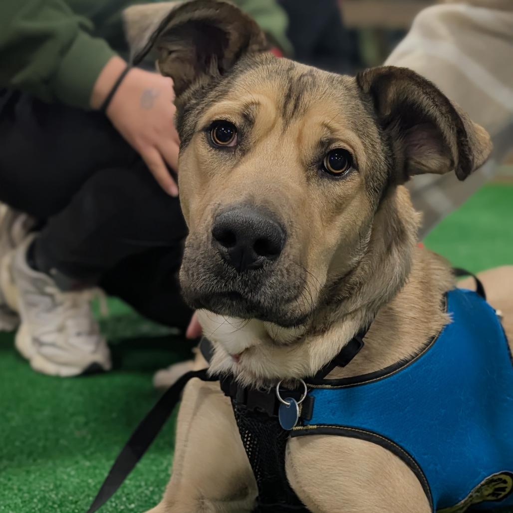 Genesse, a Adoptable mixed breed in Washington, DC image 2/6