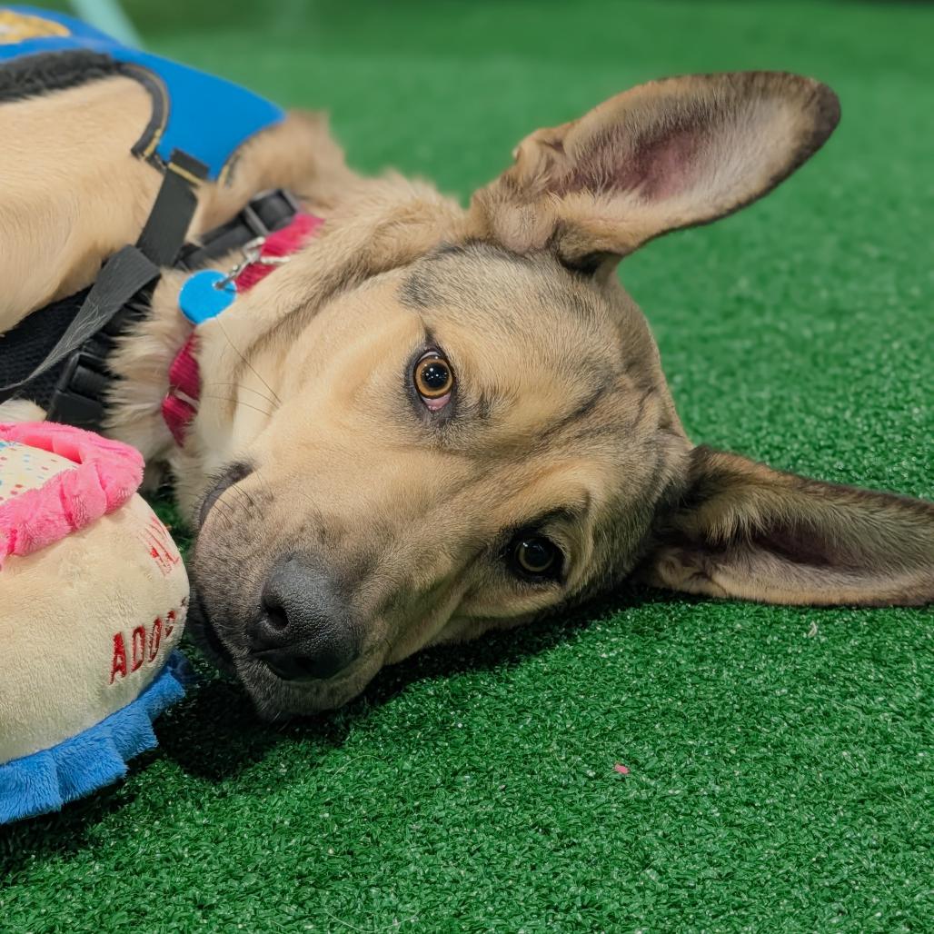 Genesse, a Adoptable mixed breed in Washington, DC image 3/6