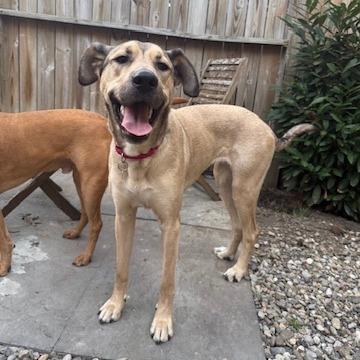 Genesse, a Adoptable mixed breed in Washington, DC image 4/6