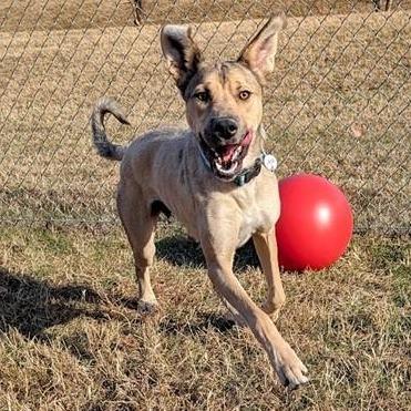 Genesse, a Adoptable mixed breed in Washington, DC image 5/6