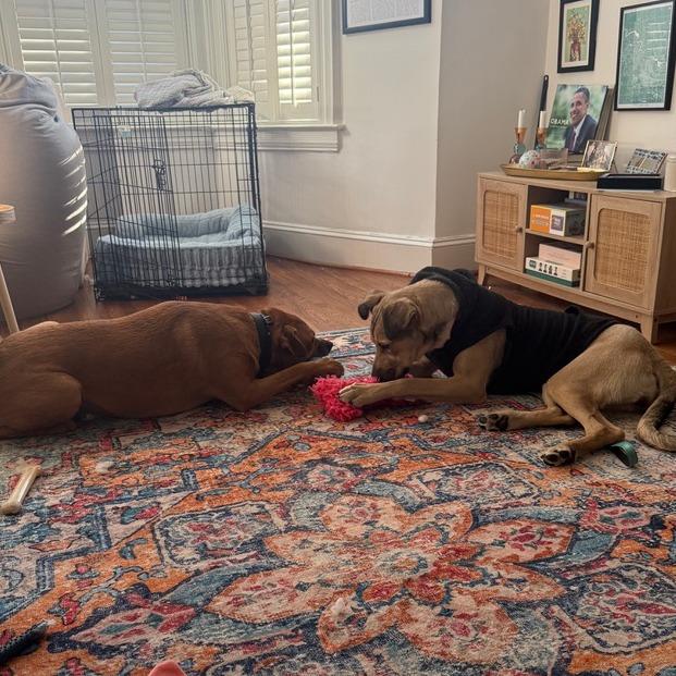 Genesse, a Adoptable mixed breed in Washington, DC image 6/6
