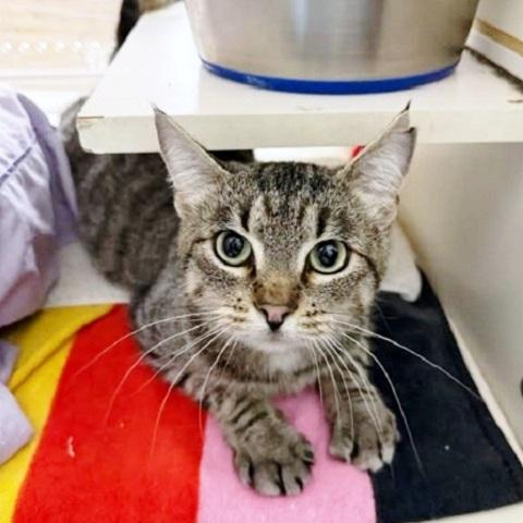 Waffles, ADOPTABLE, Adult Female Tabby.