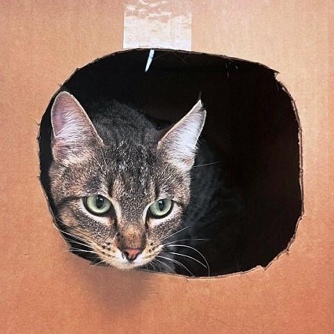 Waffles, ADOPTABLE, Adult Female Tabby.