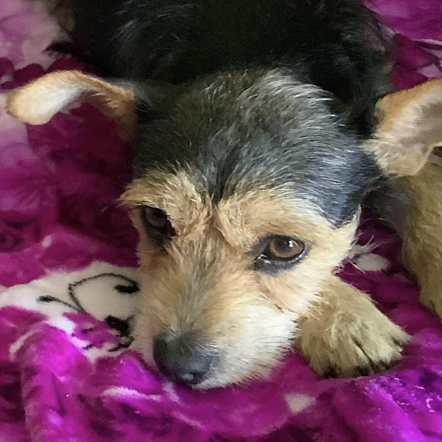 Dulce (20260301-04) — thumbnail 2