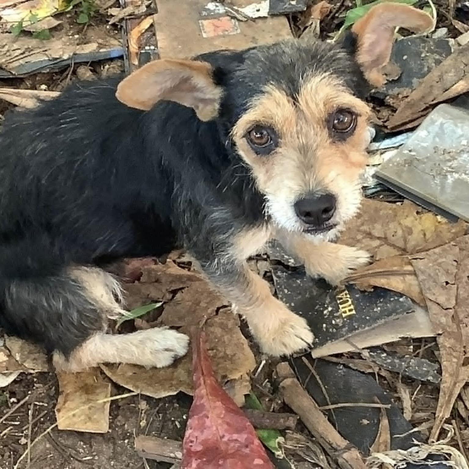 Dulce (20260301-04) — thumbnail 3