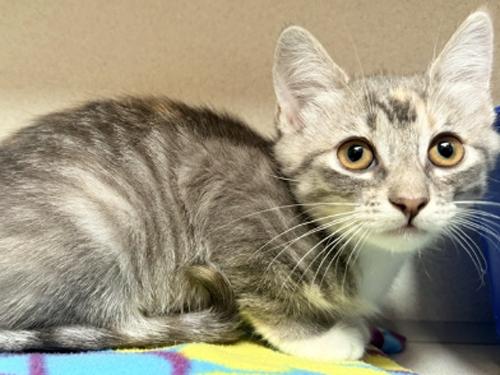 Enlarge COURTNEY, an adopted Tortoiseshell in San Clemente, CA image 1/1