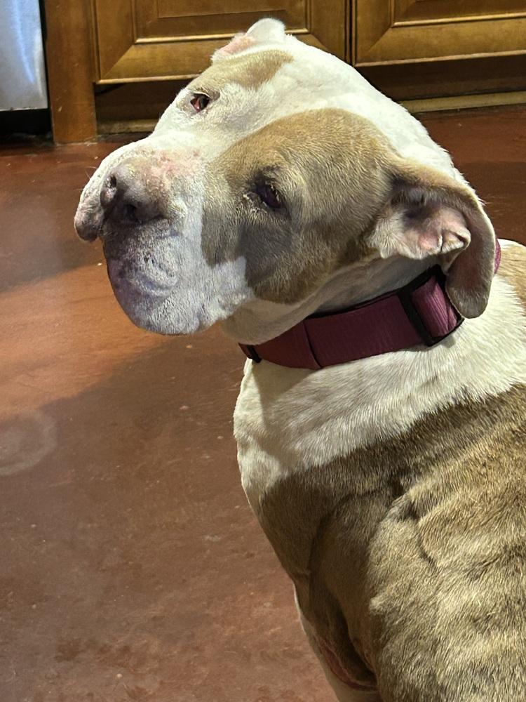 Princess, Adoptable, Senior Female Pit Bull Terrier & Mastiff.