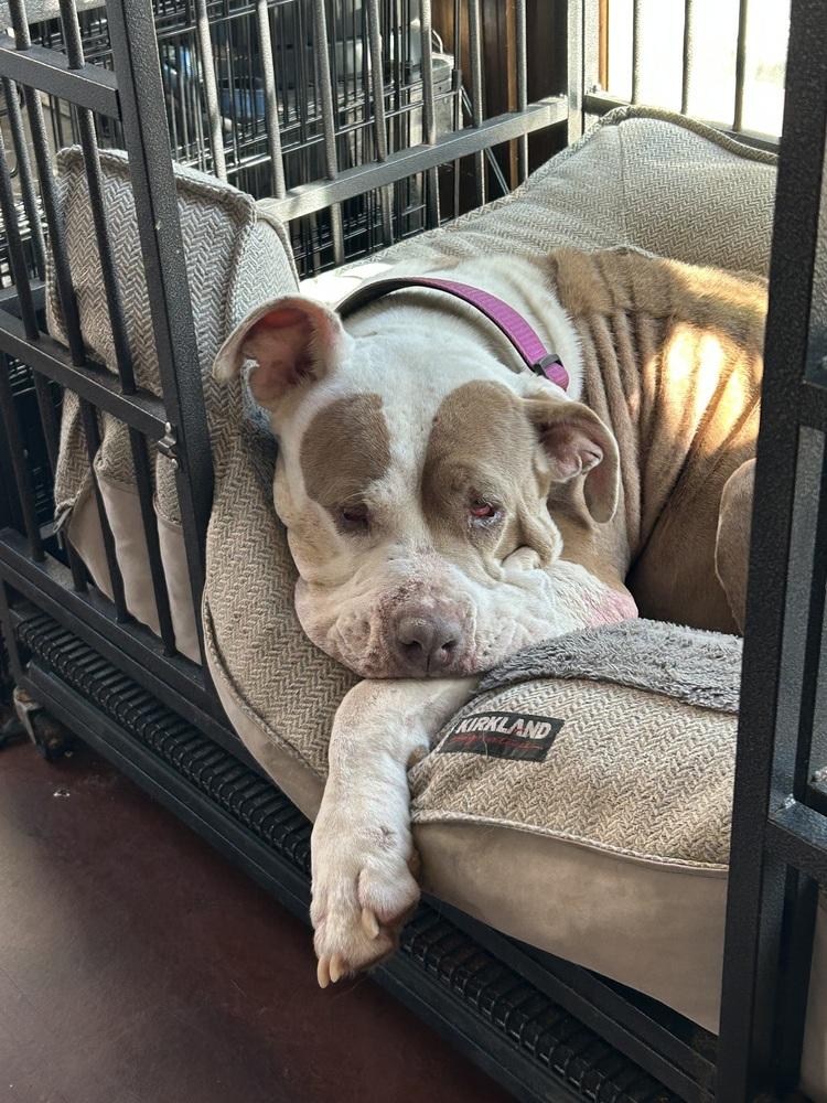 Enlarge Princess, a Adoptable mixed breed in San Diego, CA image 2/4