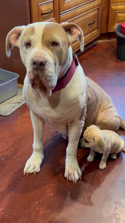 Enlarge Princess, a Adoptable mixed breed in San Diego, CA video 3/4