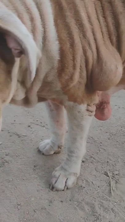 Enlarge Princess, a Adoptable mixed breed in San Diego, CA video 4/4