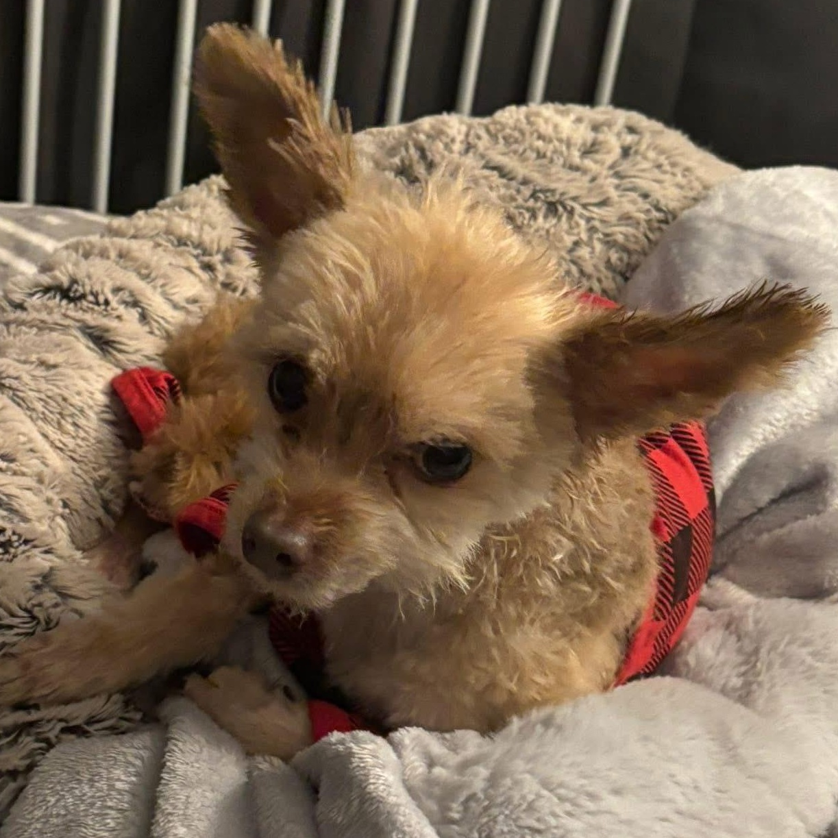 Bear, an adoptable Yorkshire Terrier in Rochester, NY, 14620 | Photo Image 1